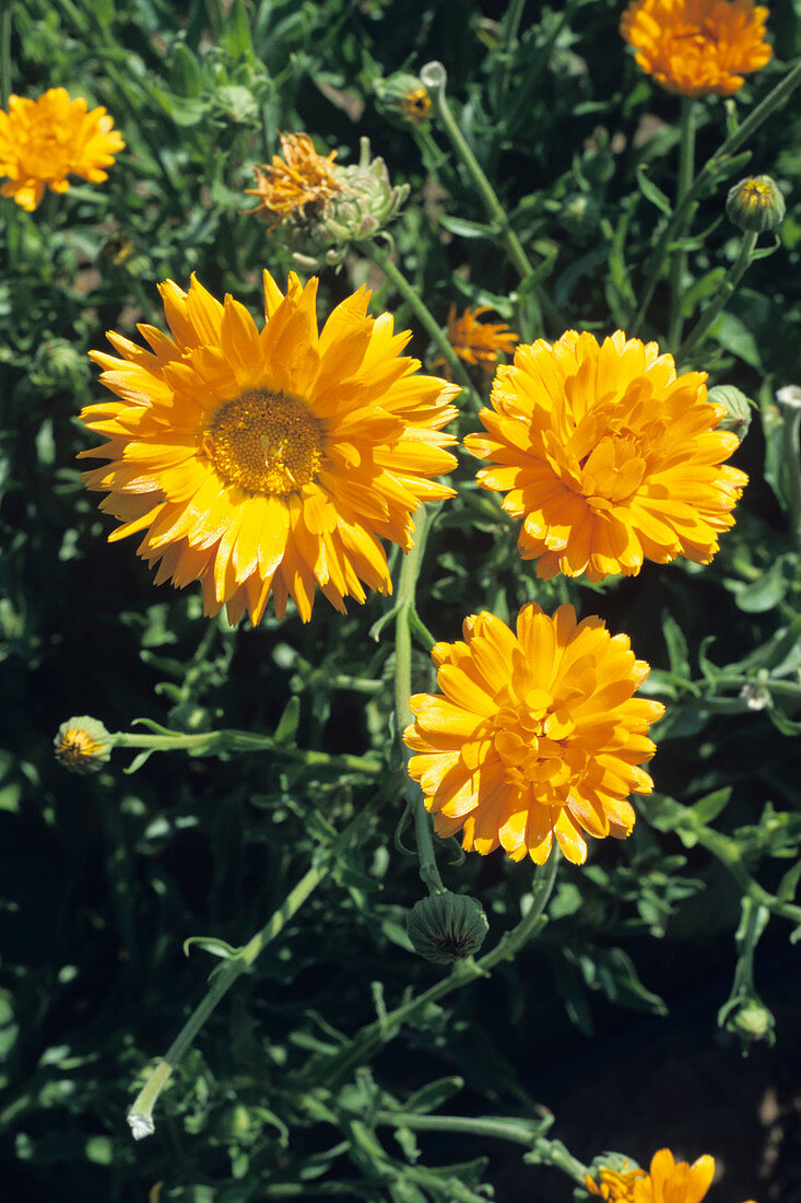 Pot marigold flowers