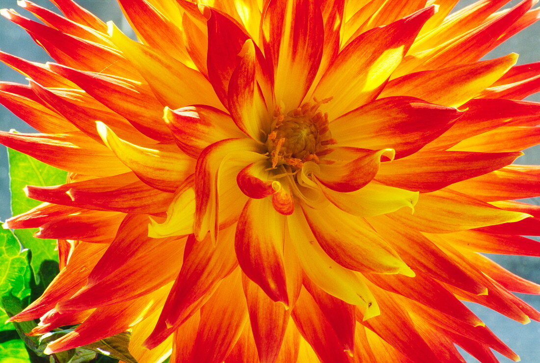 Dahlia flower (Dahlia cultorum)