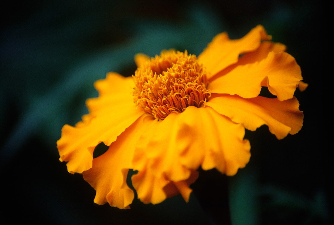African marigold flower (Tagetes erecta)