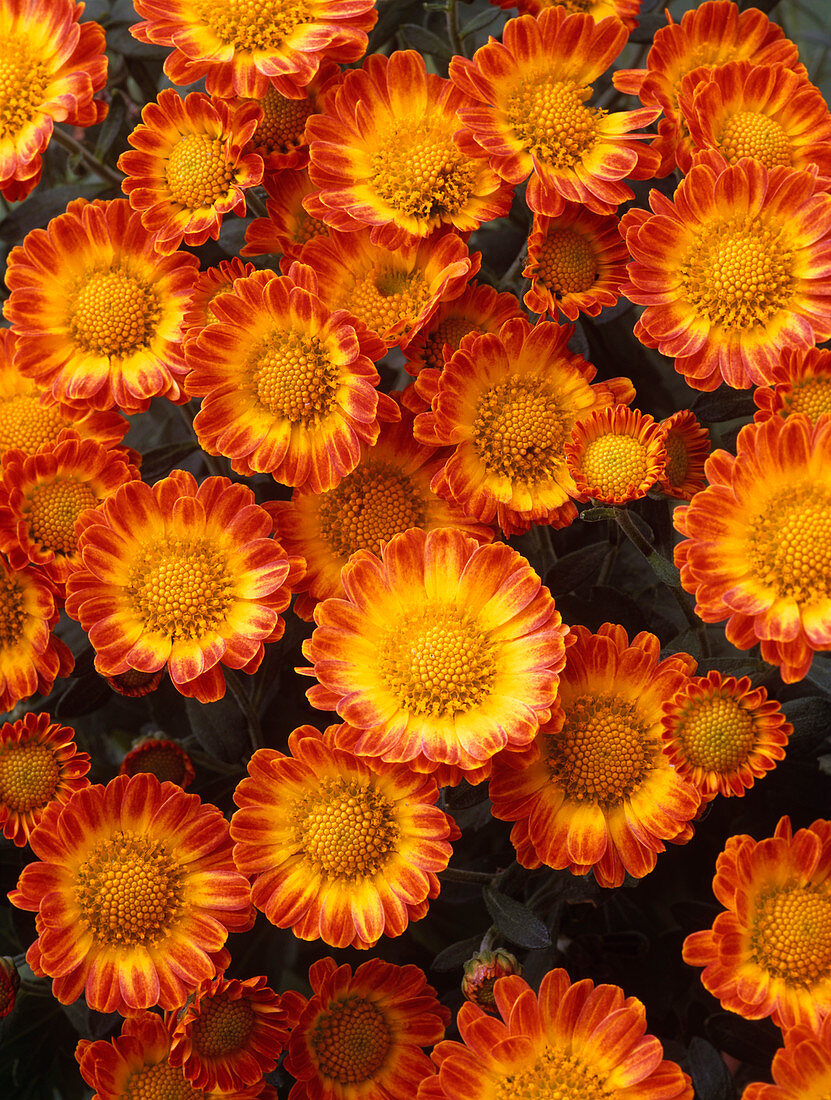 Chrysanthemum 'Ernst'