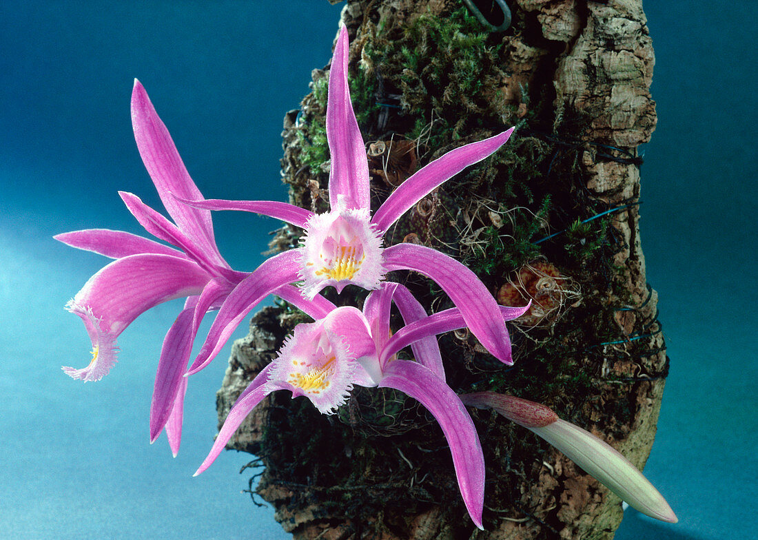 Peacock orchids (Pleione praecox)