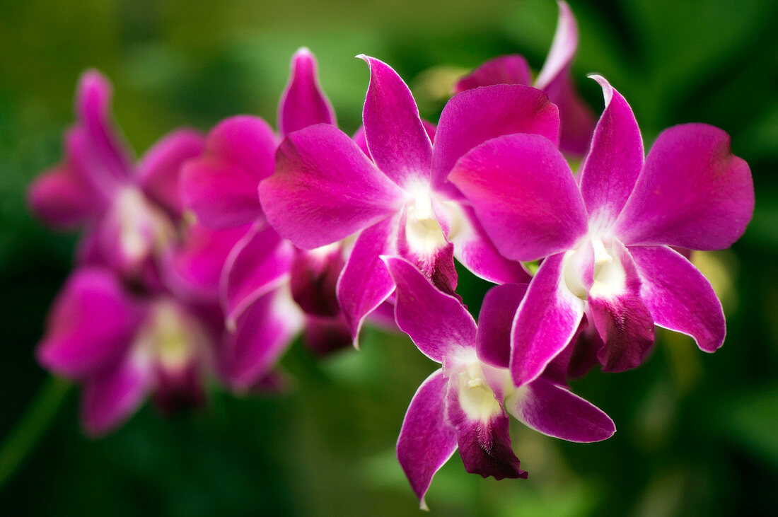 Orchids (Dendrobium phalaenopsis)