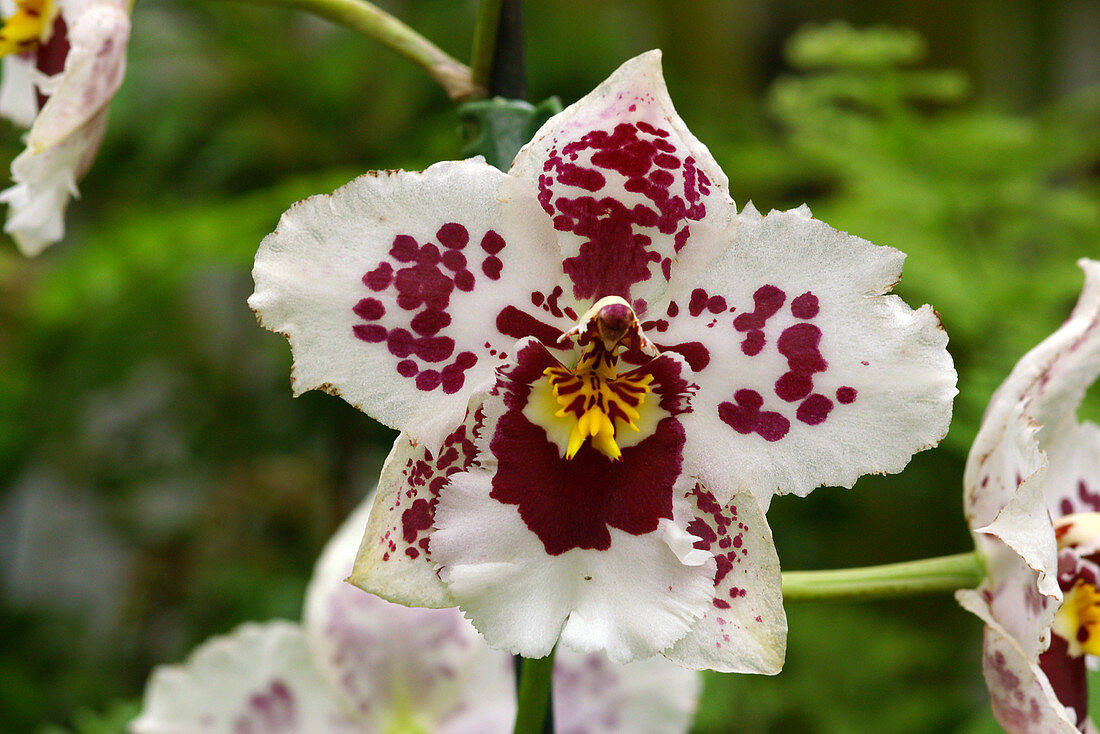 Orchids (Burrageara 'Nelly Isler')