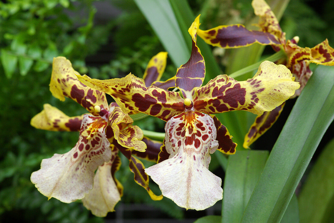 Orchid (Degarmoara 'Flying High')