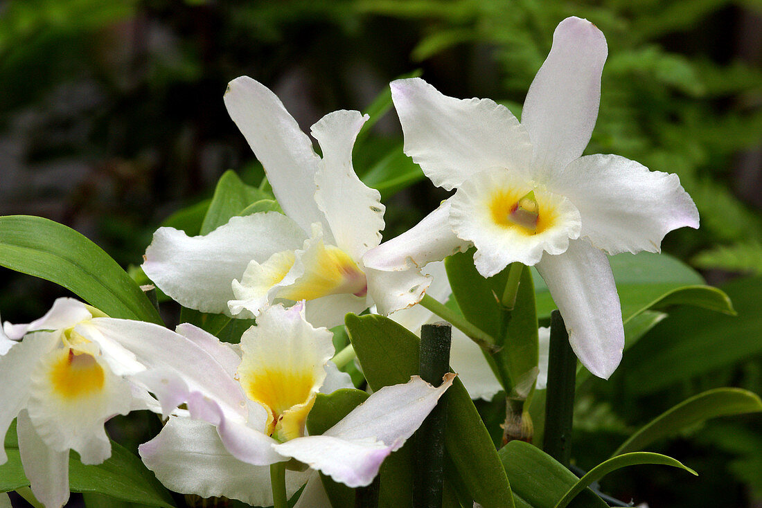 Orchids (Dendrobium 'Karen')
