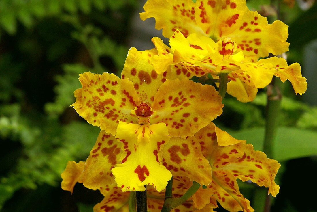 Orchids (x Wilsonara 'Stirling Tiger')