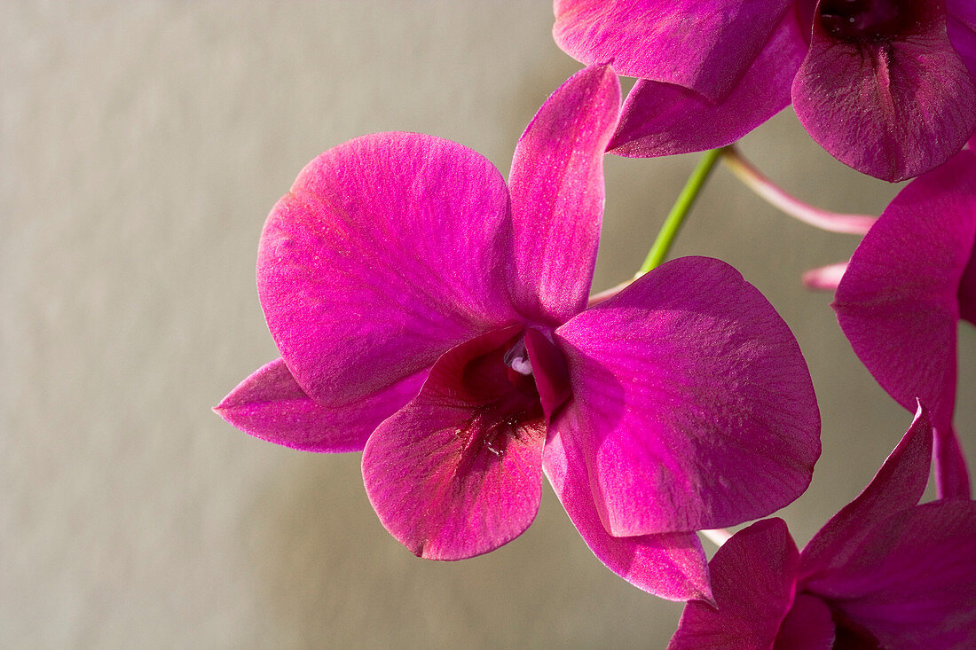 Orchids (Dendrobium 'Sena Red')