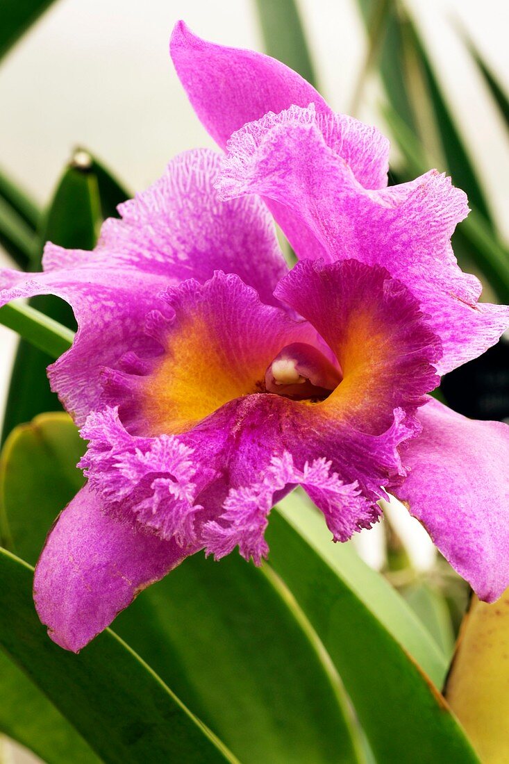 Brassolaeliocattleya orchid