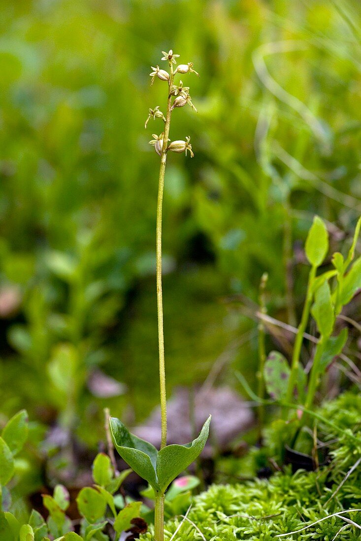 Lesser twayblade (Listera cordata)