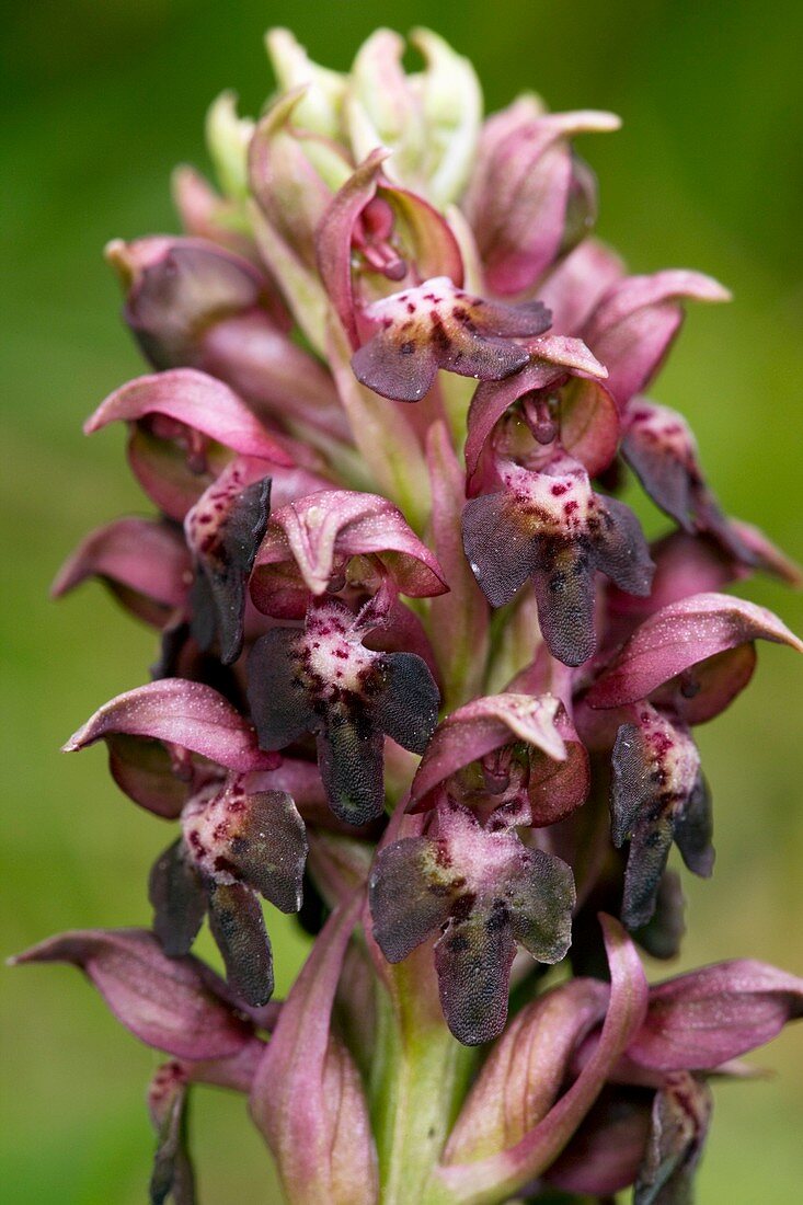 Bug orchid (Orchis coriophora)