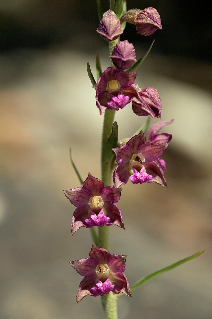 Epipactis atrorubens orchid