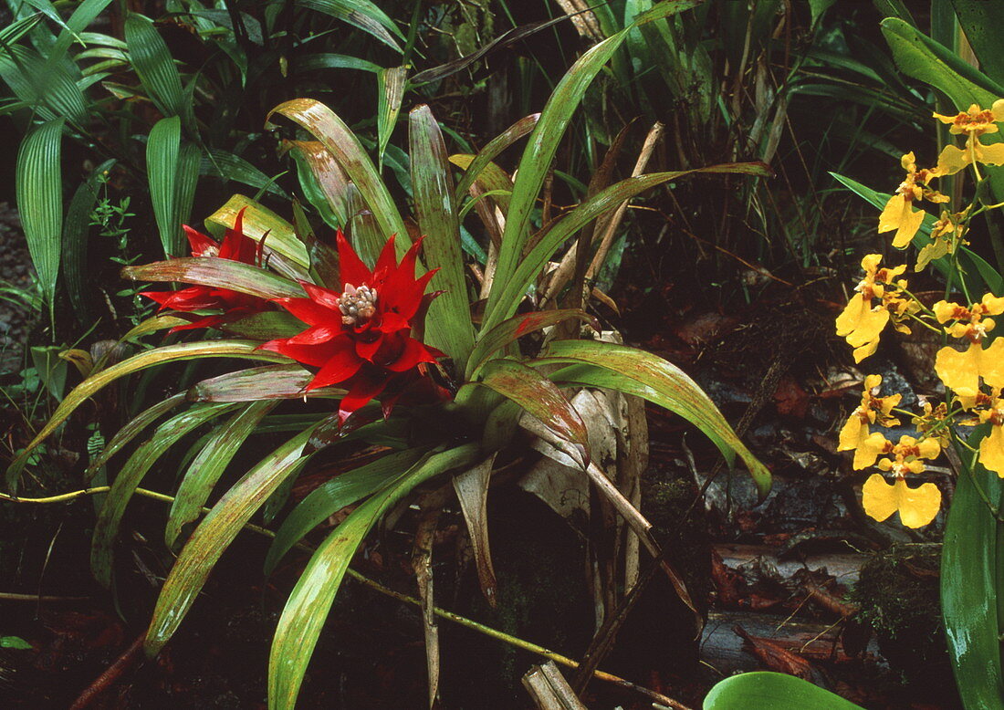 Bromeliad plant with orchid