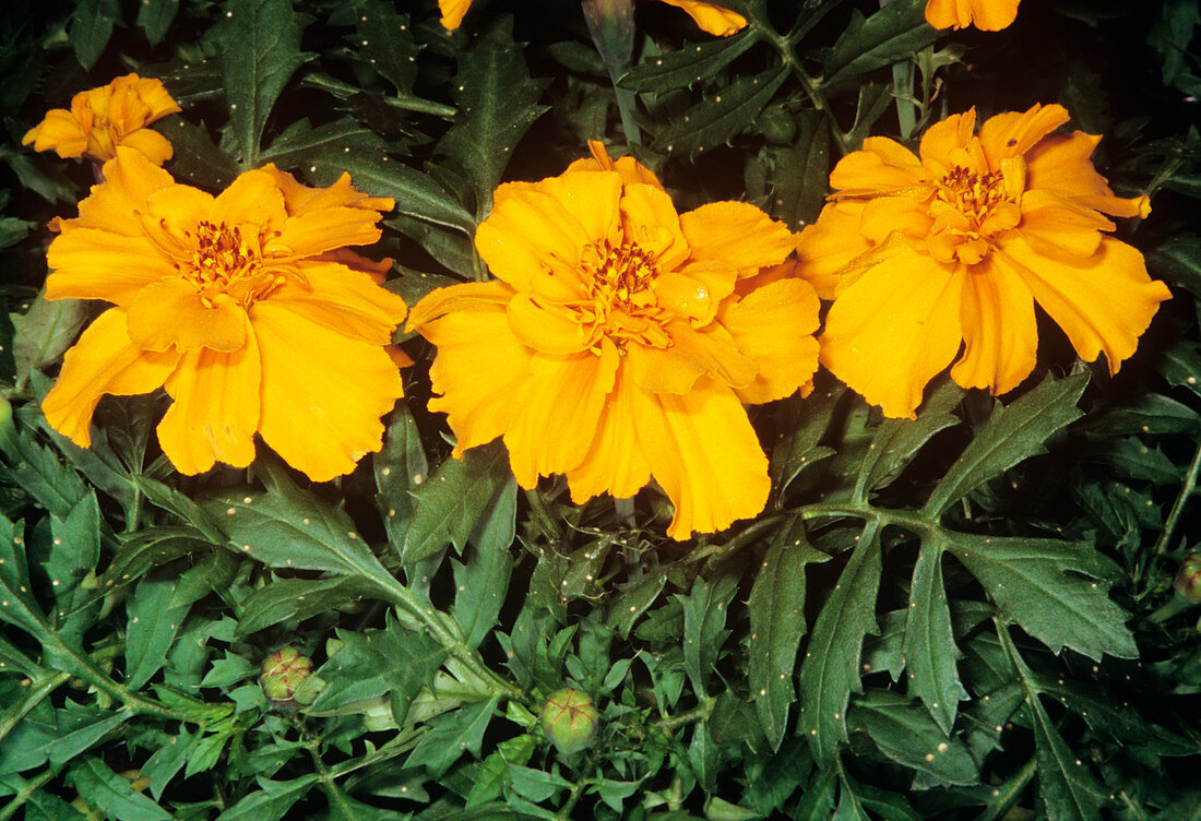 French marigold flowers (Tagetes patula)