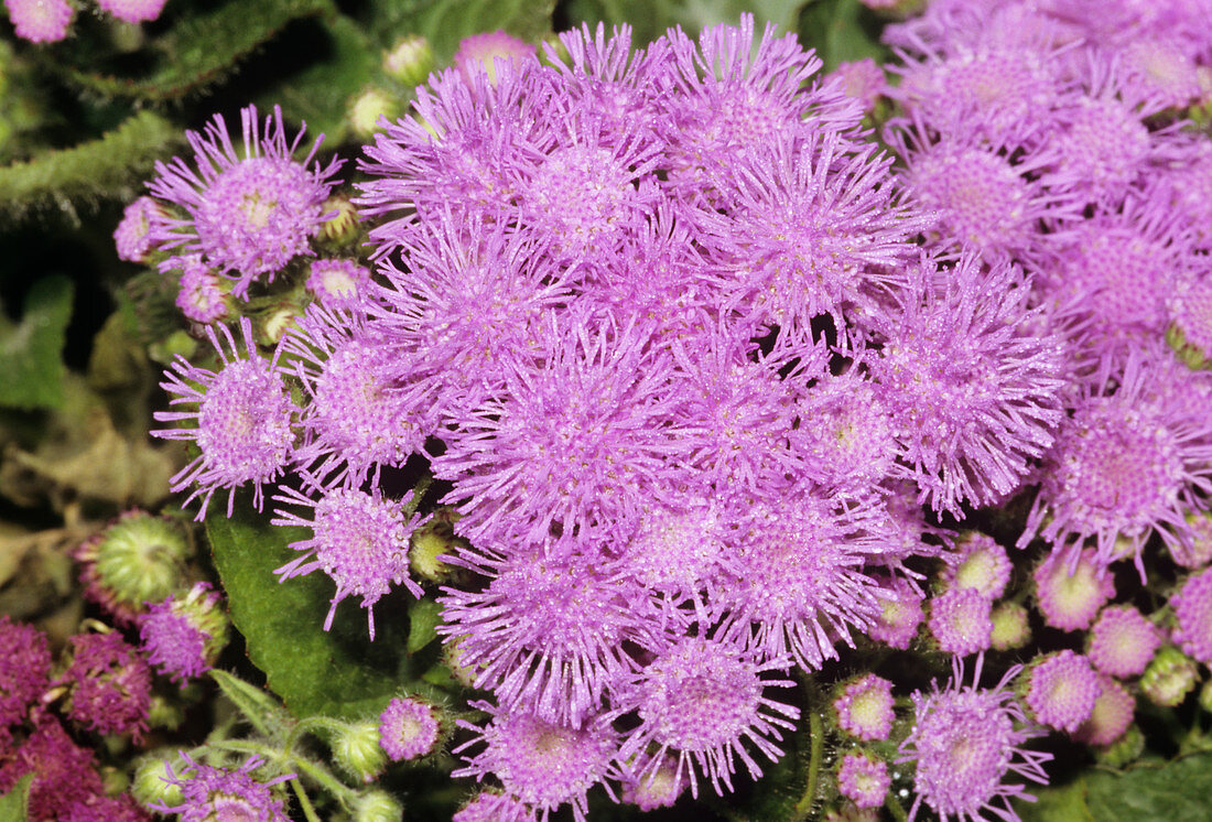 Ageratum mexicanum flowers