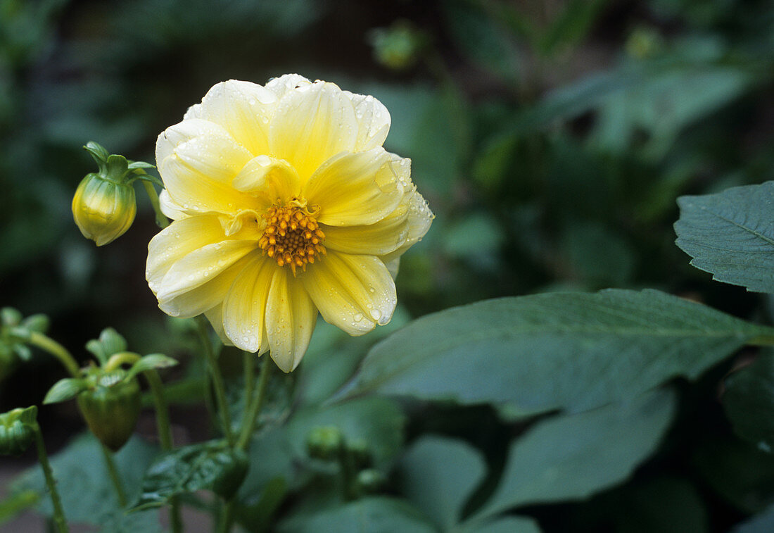 Dwarf Dahlia flower