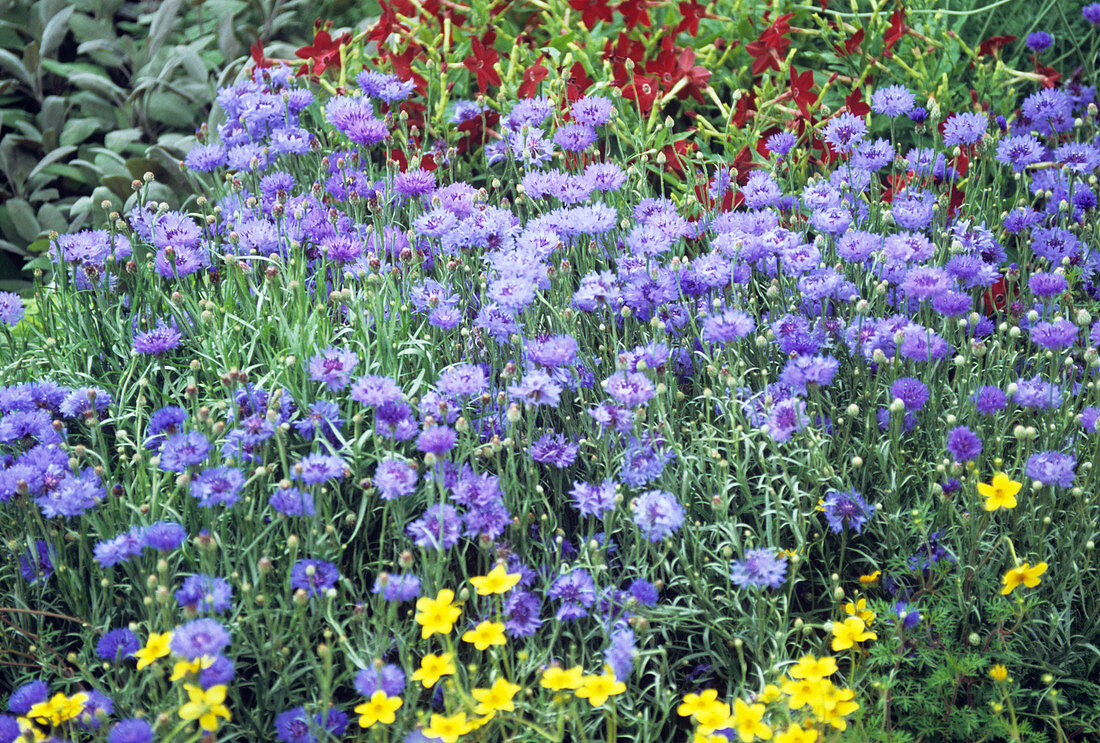 Cornflowers (Centaurea 'Dwarf Blue')