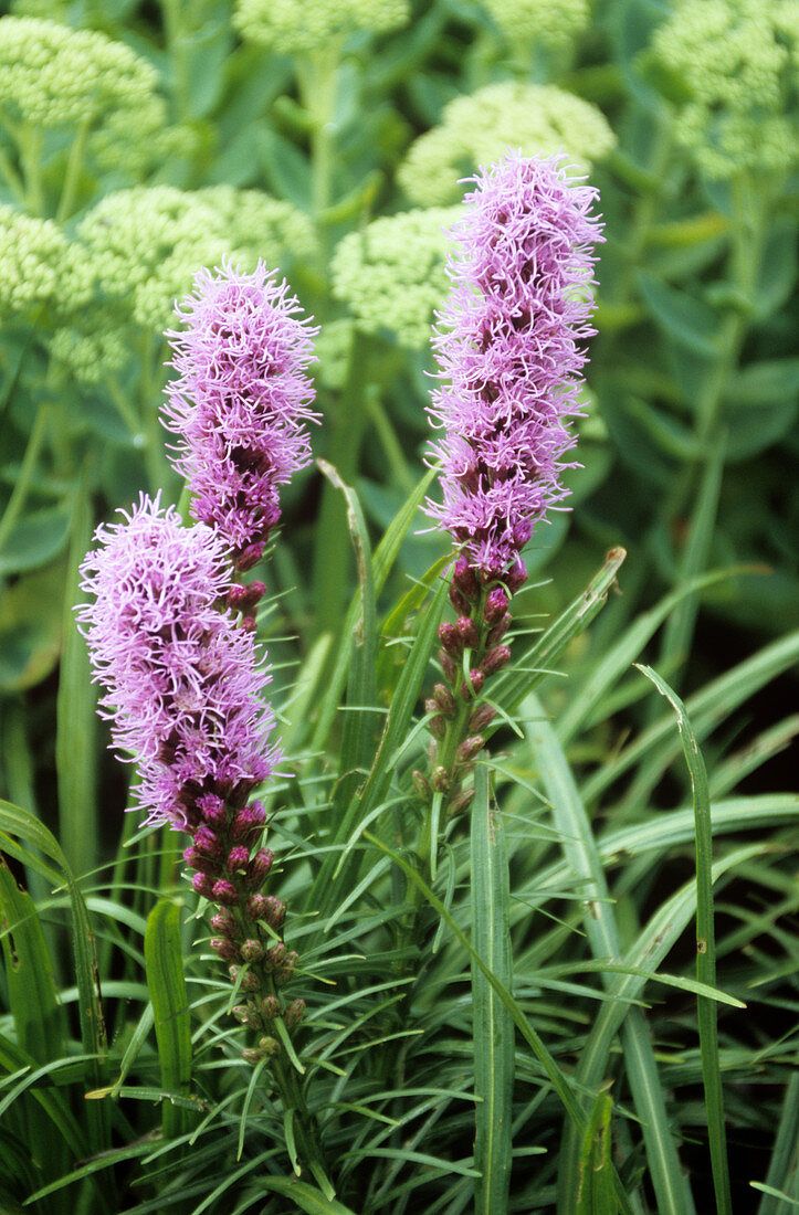 Gayfeather (Liatris spicata)