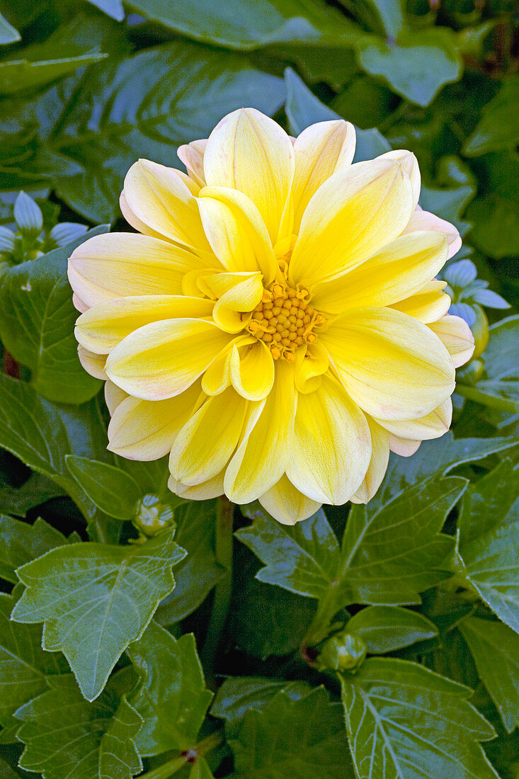 Dahlia Dahlietta Series 'Margaret'