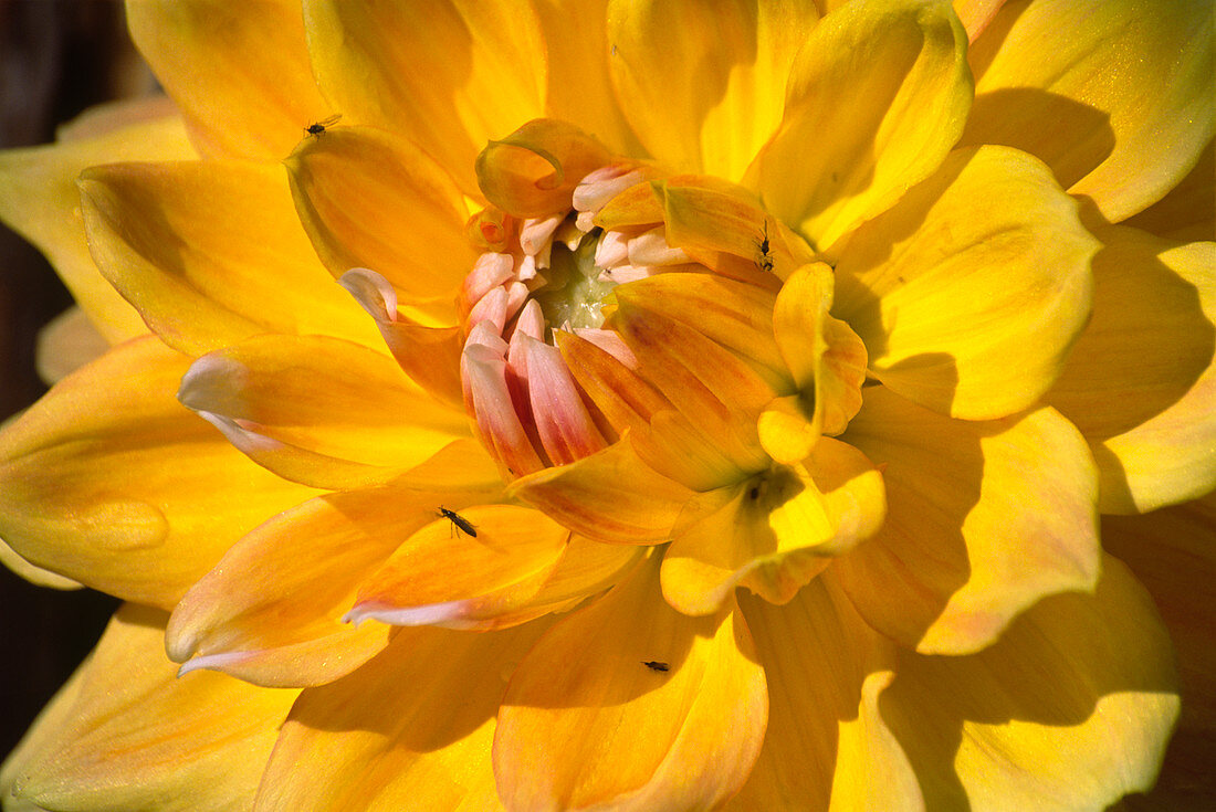 Dahlia (Dahlia cultorum)