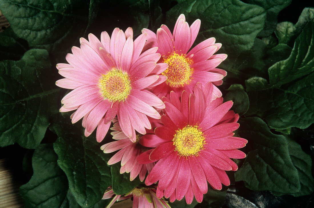 Pink gerbera (Gerbera sp.) flowers