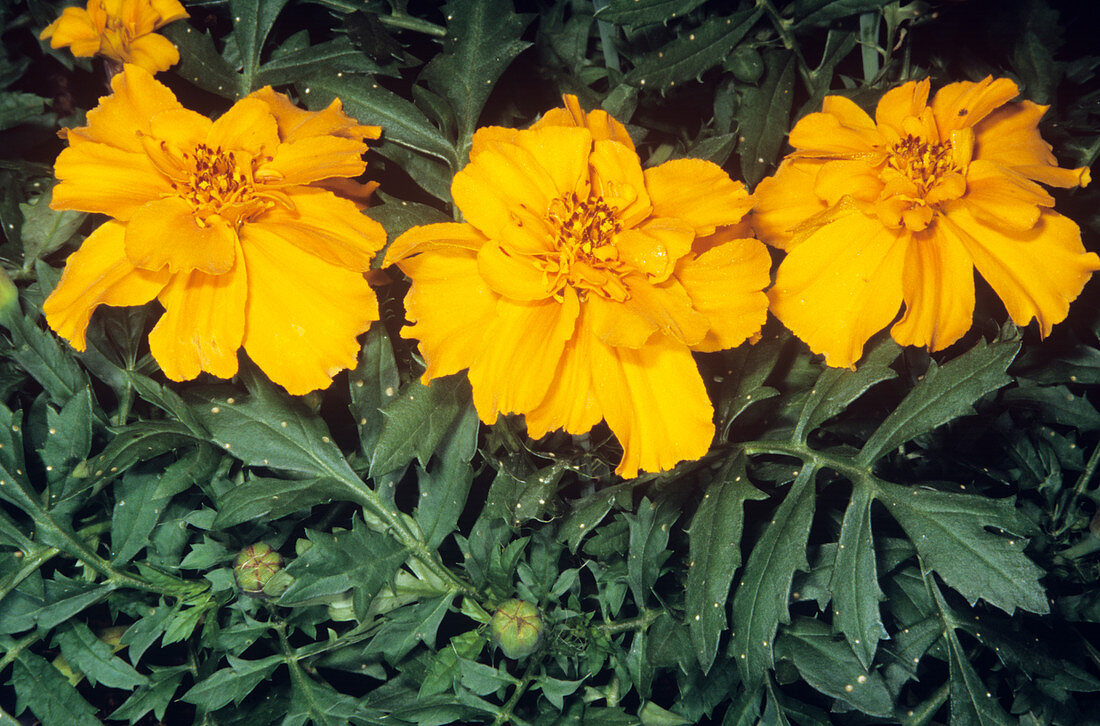 French marigold (Tagetes patula) flowers