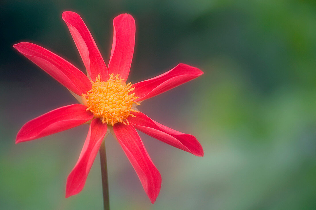 Dahlia (Dahlia sp.)