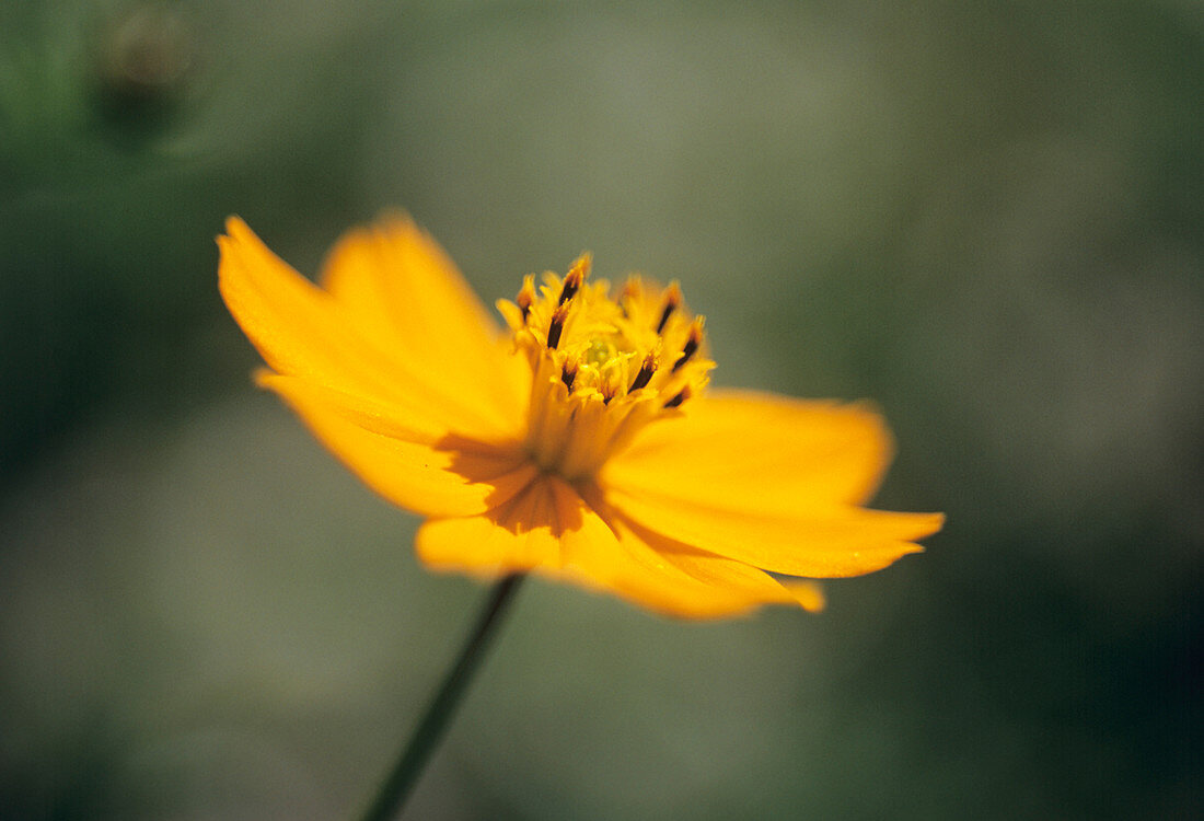 Cosmos sulphureus flower