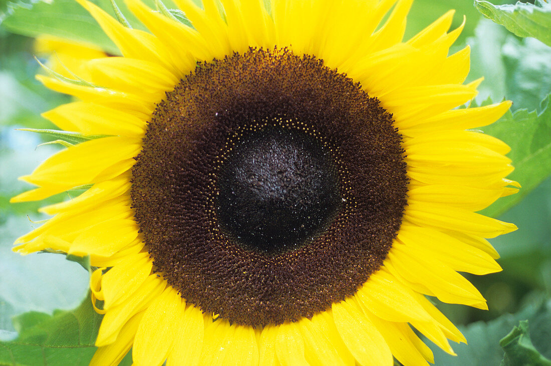Sunflower (Helianthus annuus 'Mezzulah')