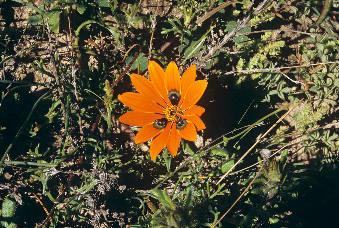 Beetle daisy flower