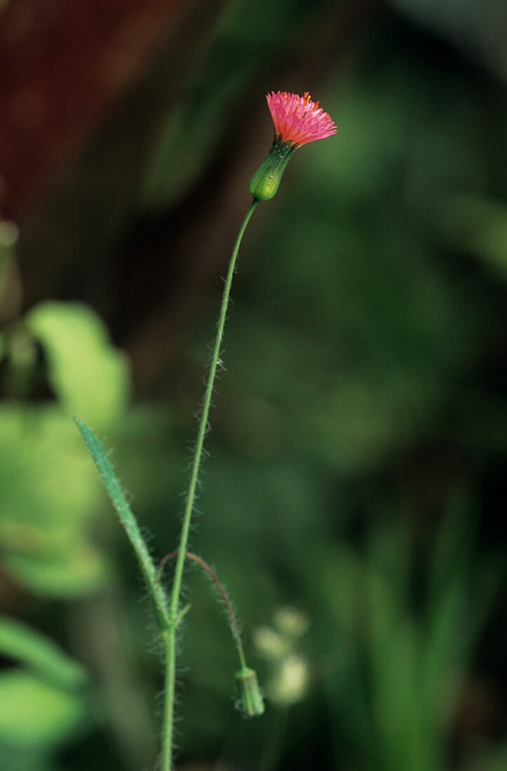 Cupid's shaving brush flower (Emilia sp.)