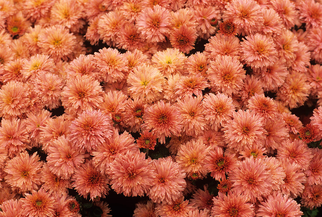 Crysanthemum 'Princess' flowers