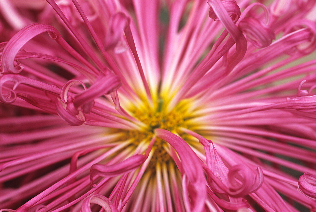 Chrysanthemum 'Desert Magic'