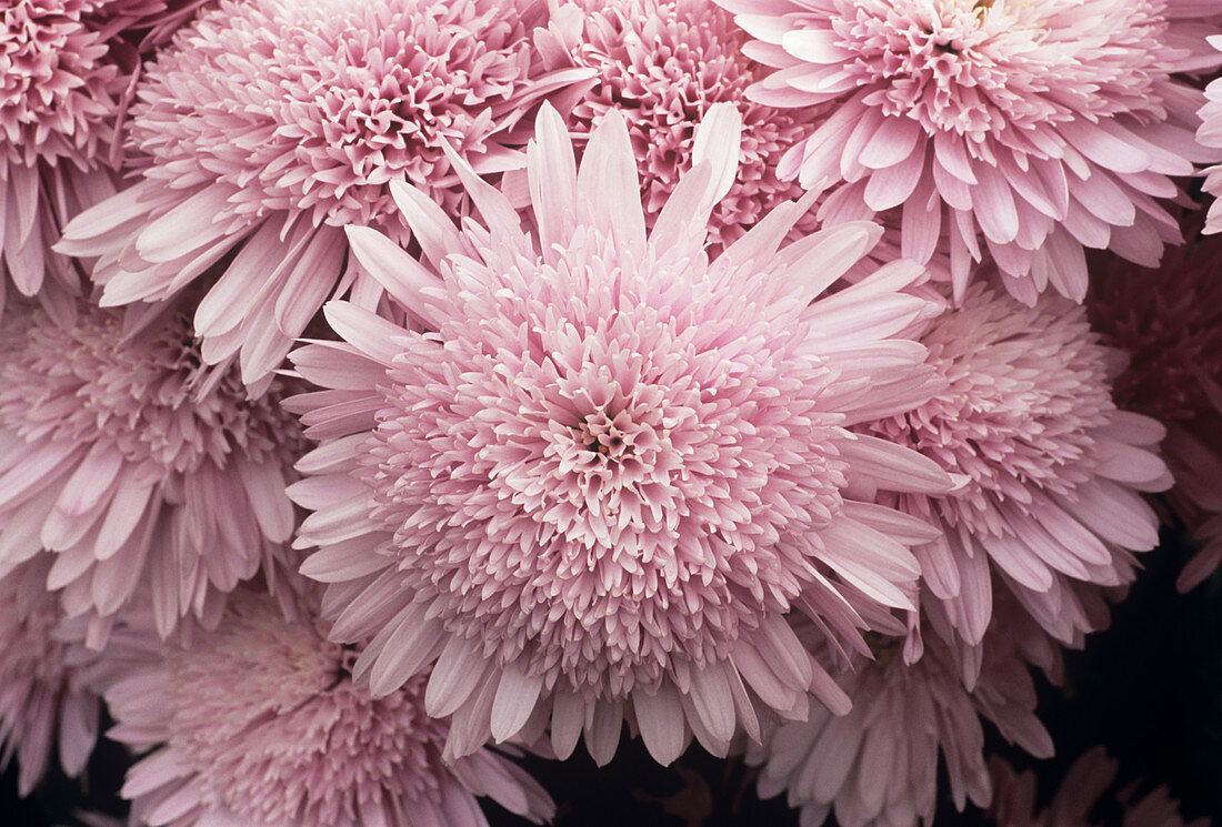 Chrysanthemum 'Lilac Eleonora'