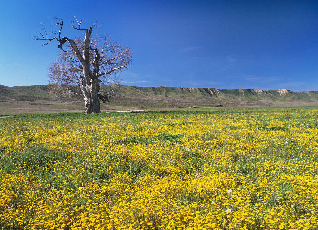 Goldfields flowers,Lasthenia californica