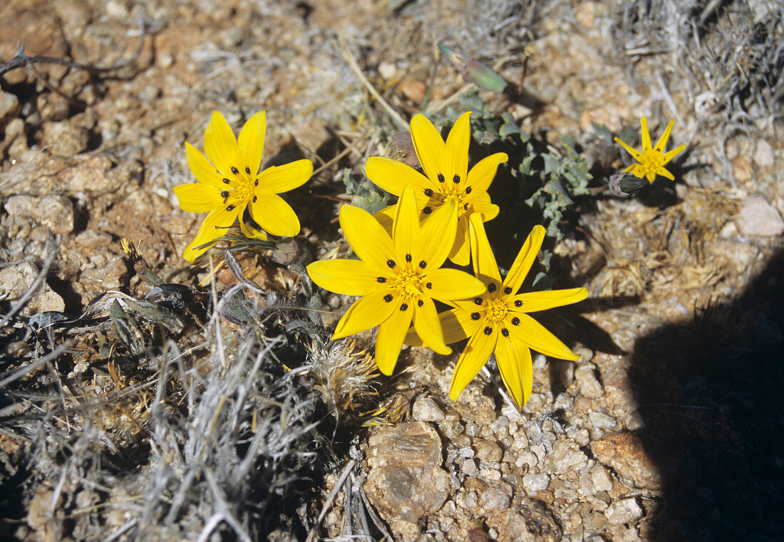 Gazania flowers