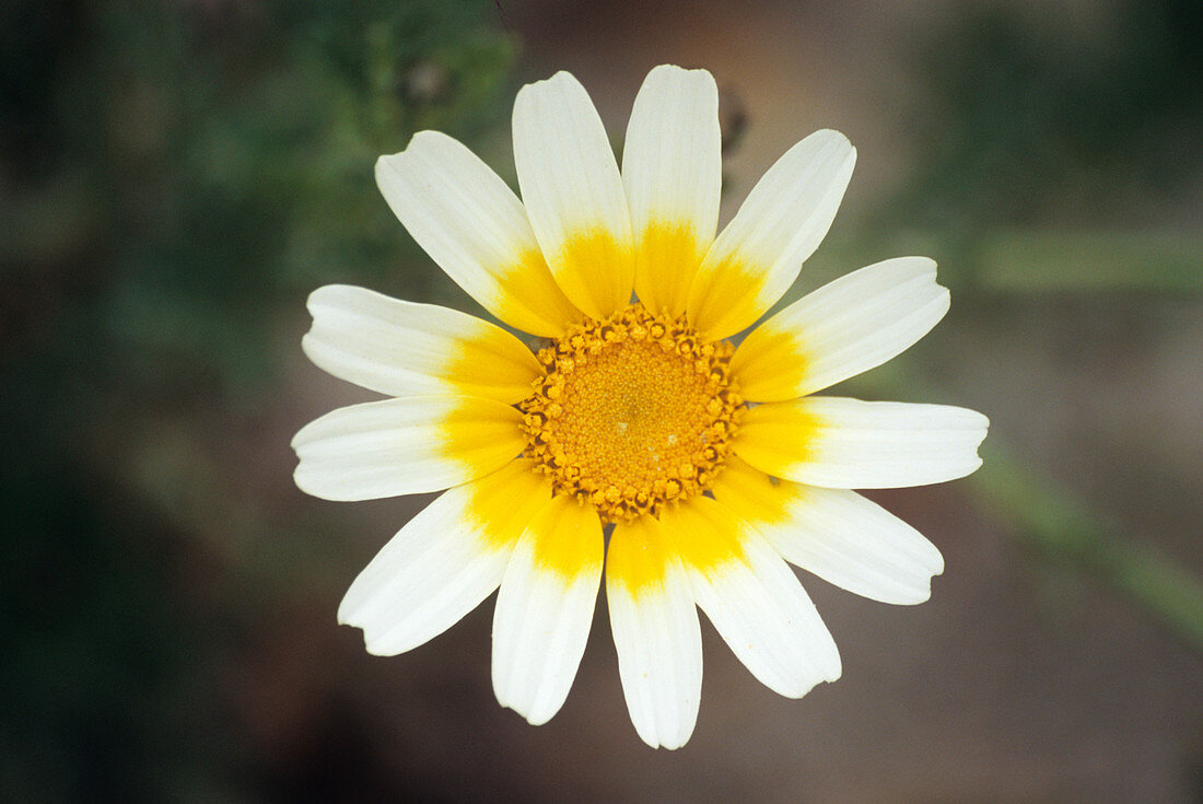 Chrysanthemum coronarium var. discolor