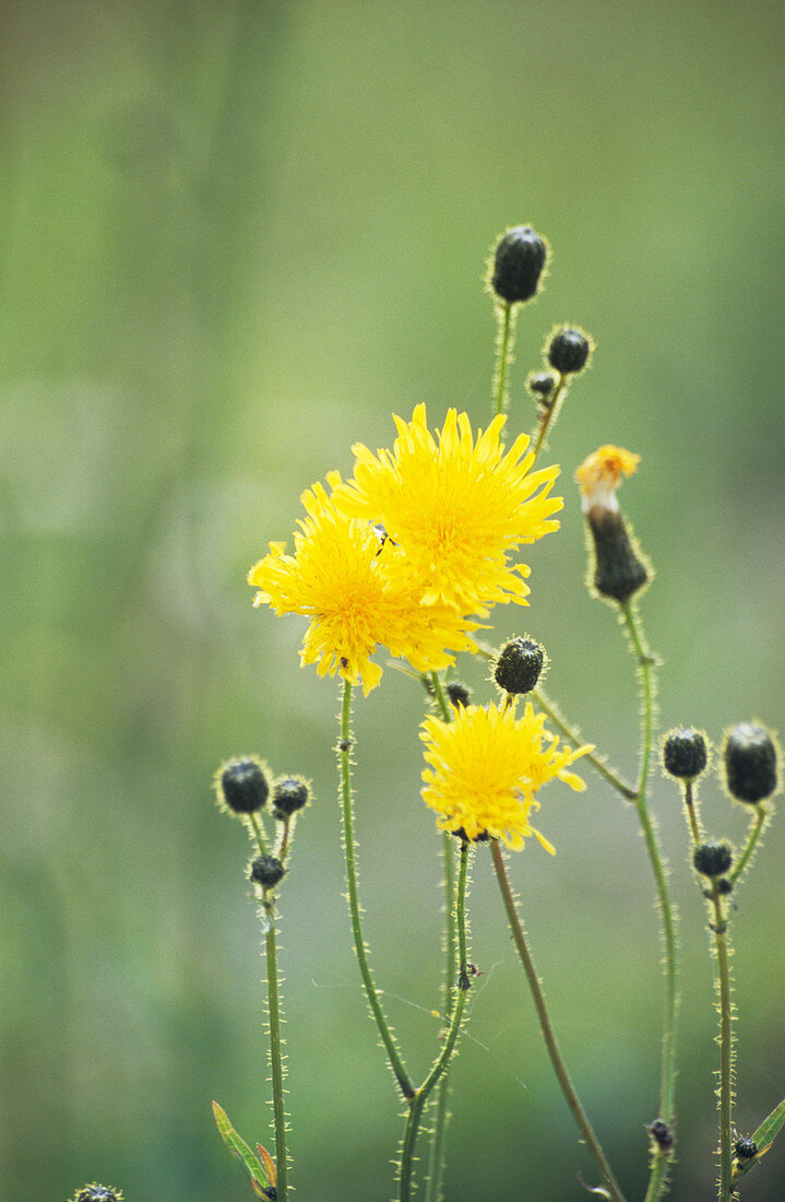 Corn-sow thistle flowers
