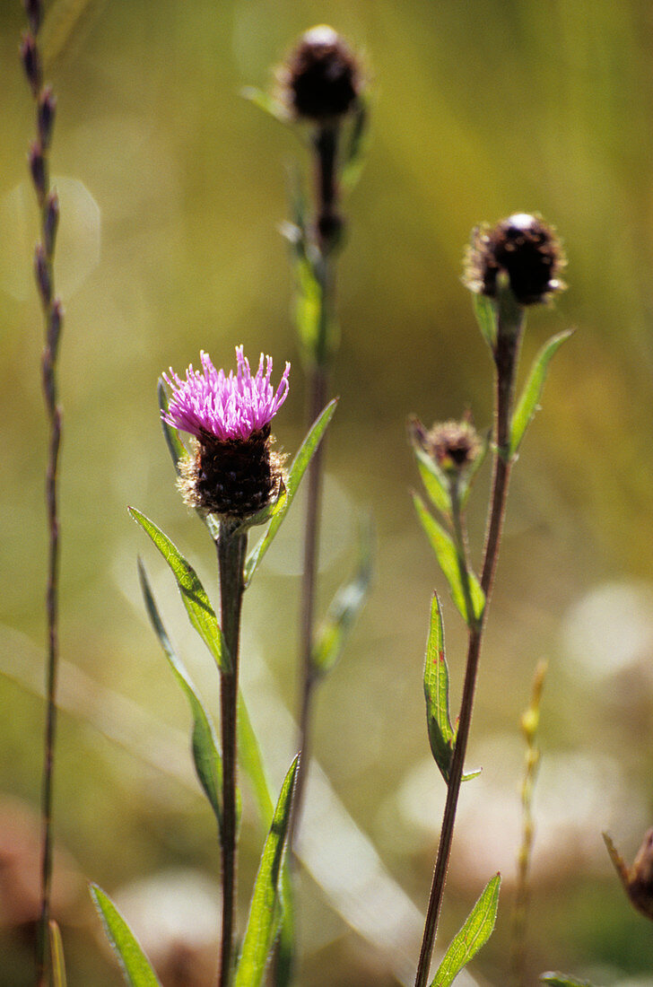 Black knapweed flower