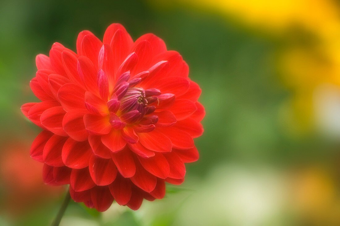 Red dahlia (Dahlia sp.)