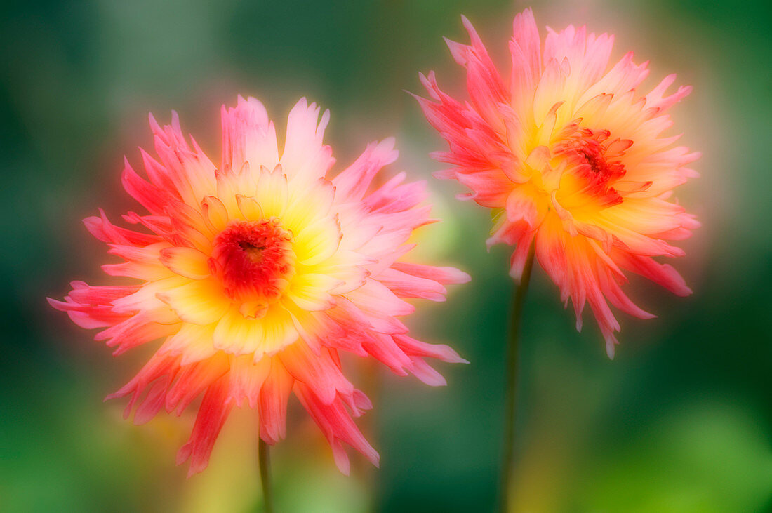 Dahlia flowers