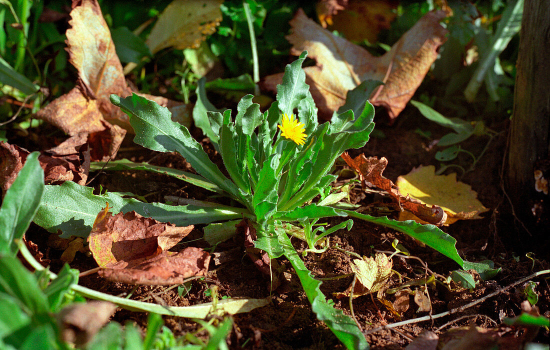 Field marigold (Calendula arvensis)