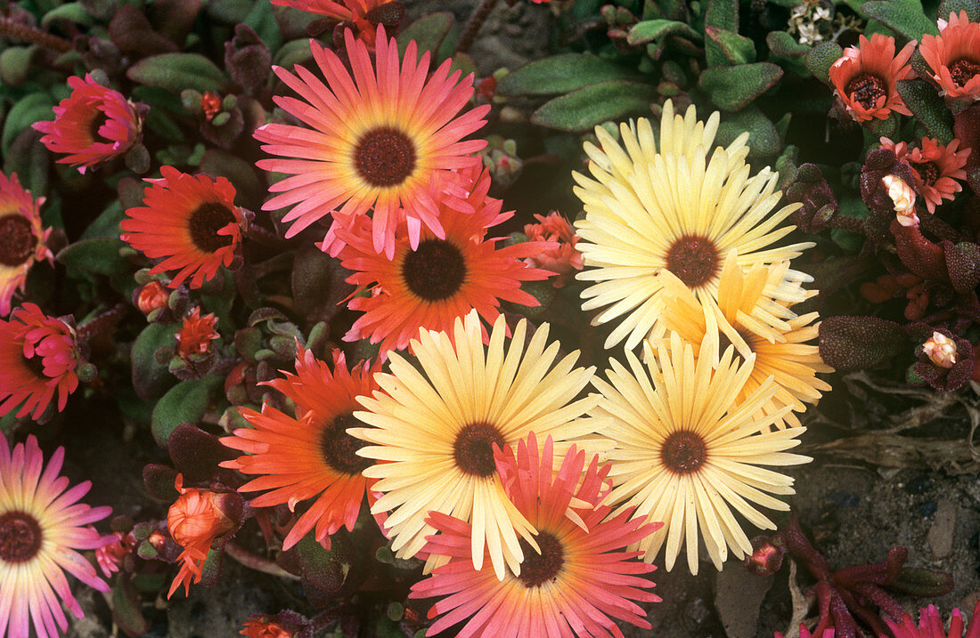 Livingstone daisies
