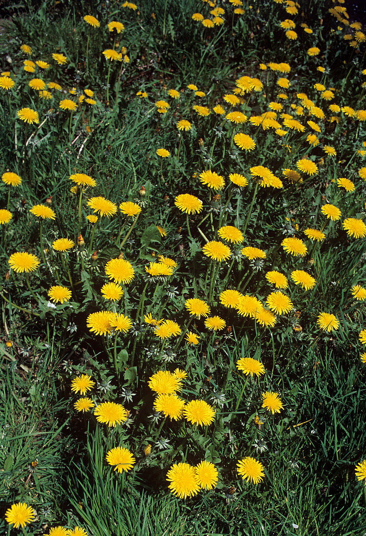 Dandelions (Taraxacum vulgare)
