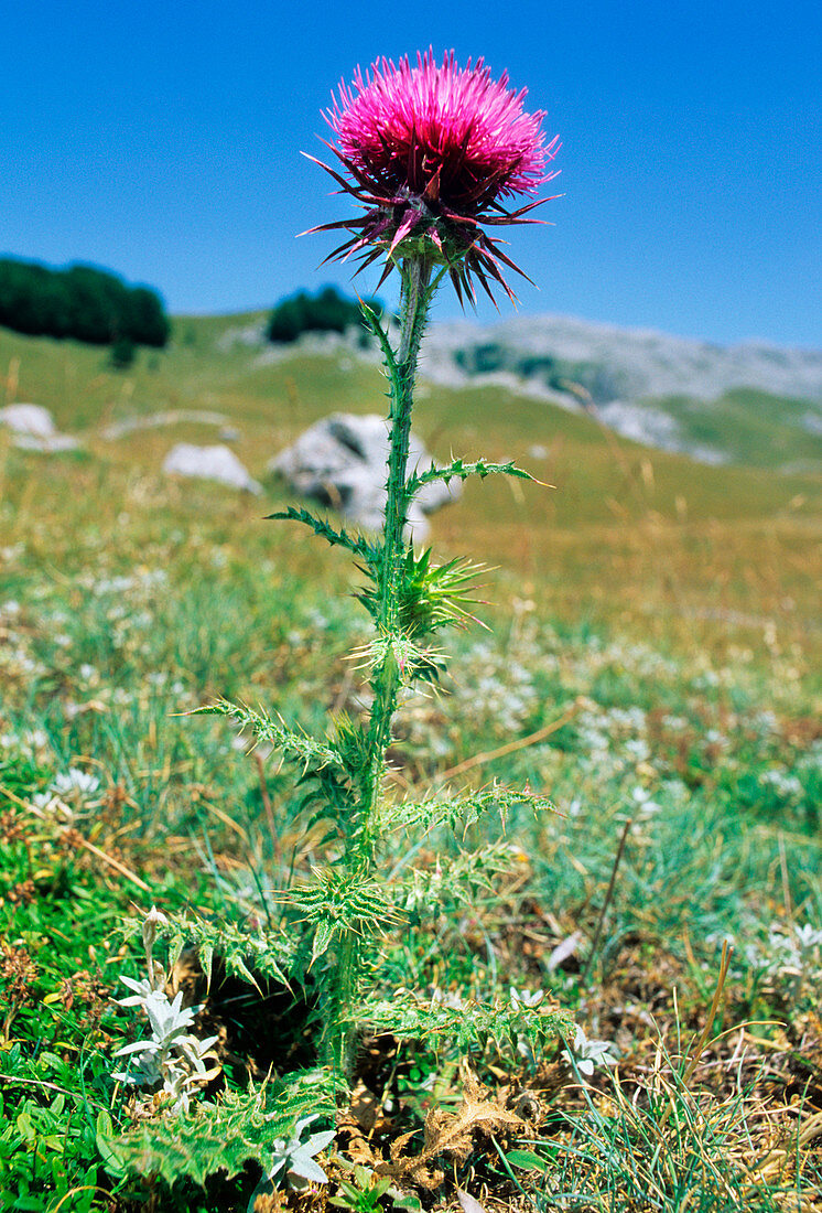 Thistle (Carduus macrocephalus)