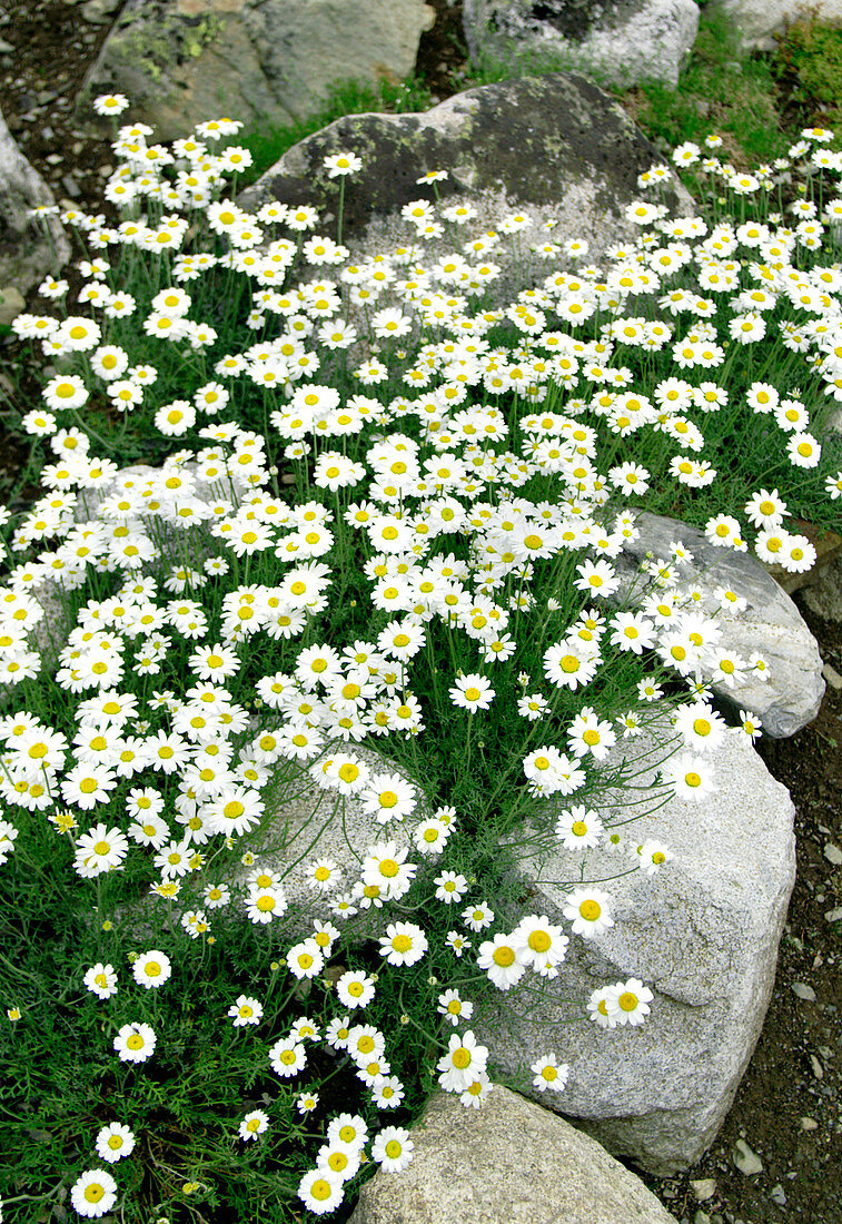 Carpathian dog-daisy (Anthemis carpatica)