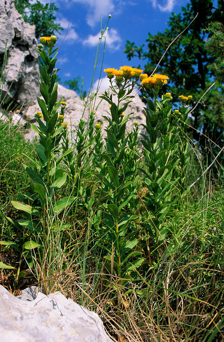 Yellowhead (Inula spiraefolia)