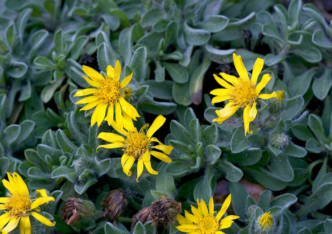 Heterotheca sessiliflora