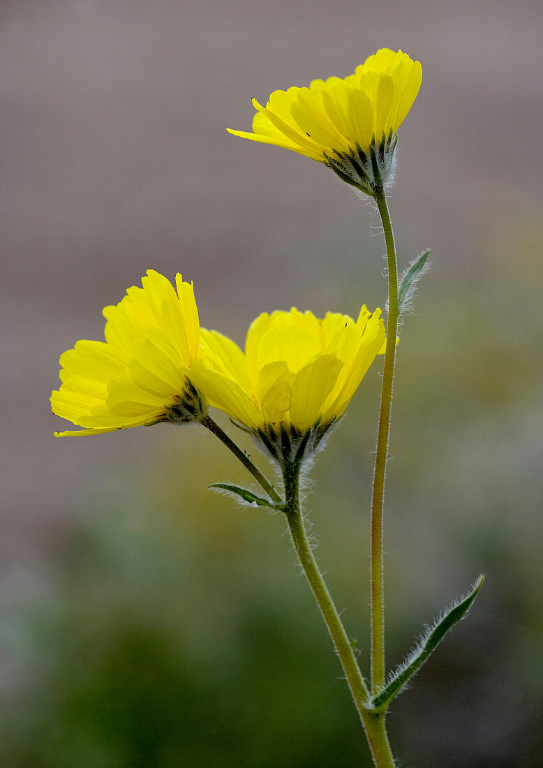 Desert sunflower (Geraea canescens)