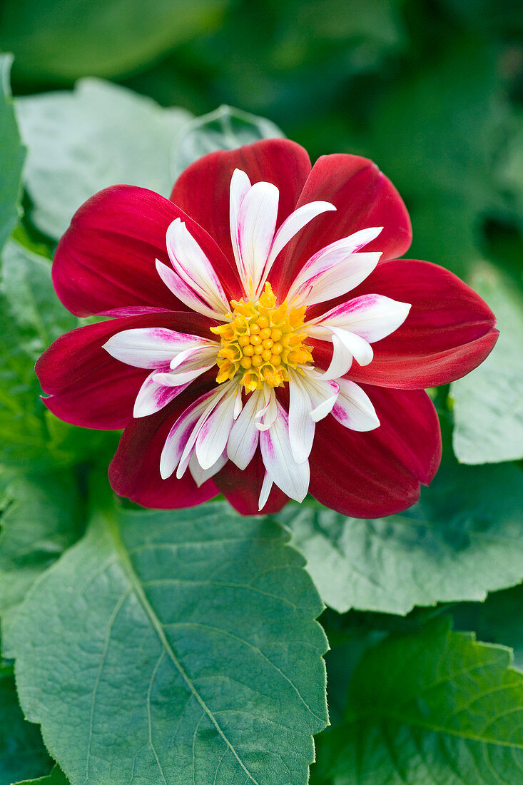 Dahlia 'Starsister Burgundy and White'