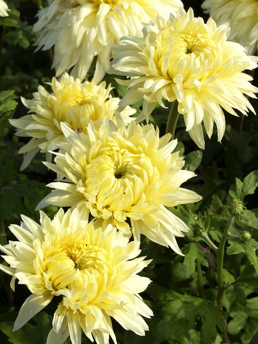 Chrysanthemums (Chrysanthemum 'Bruera')